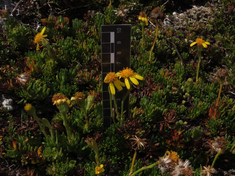 Senecio subpubescens photo 4
