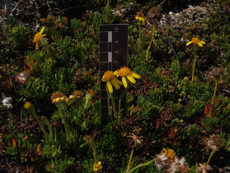 Senecio subpubescens photo 6