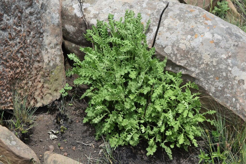 Senecio subrubriflorus photo 2