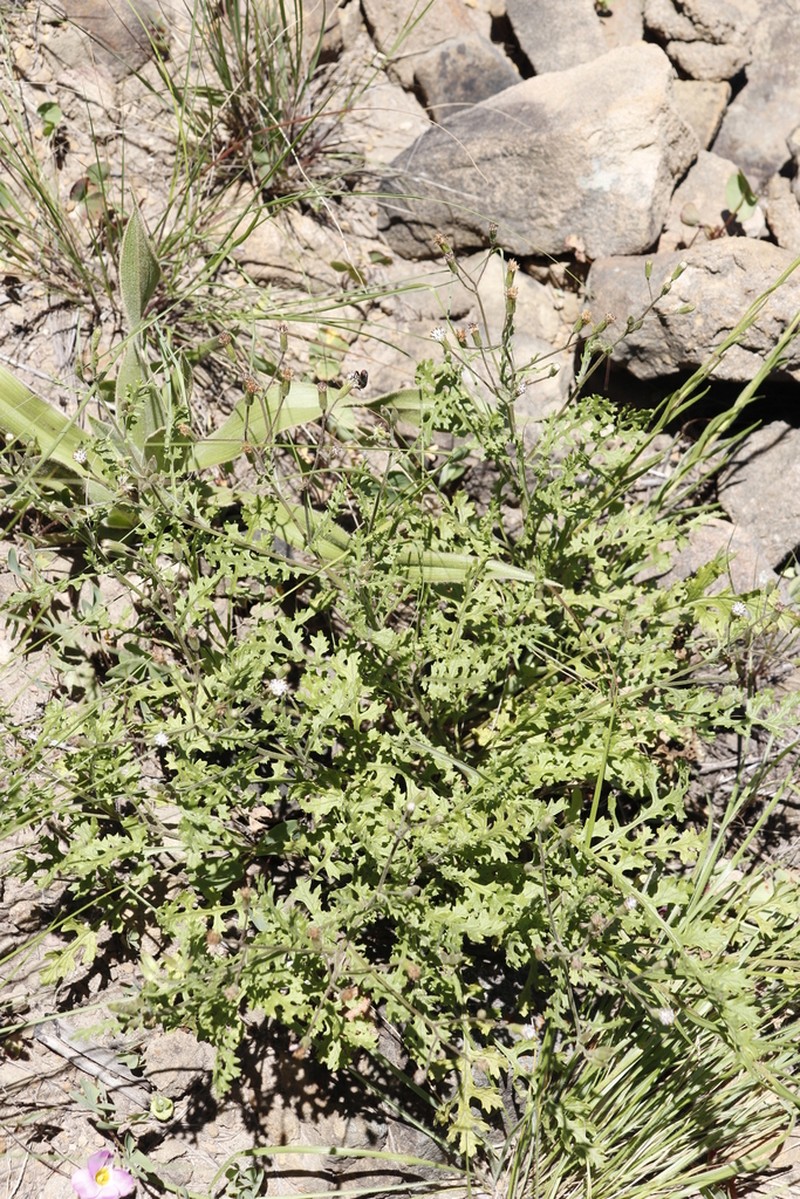 Senecio subrubriflorus photo 3