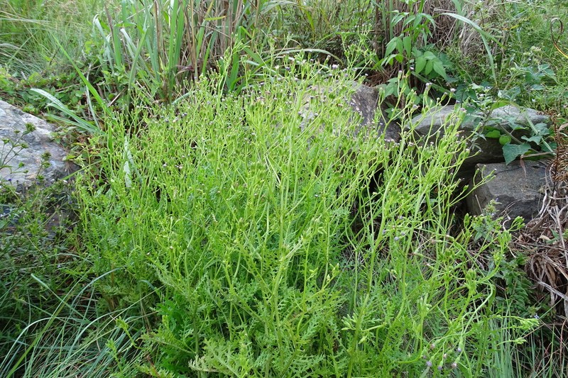 Senecio subrubriflorus photo 4