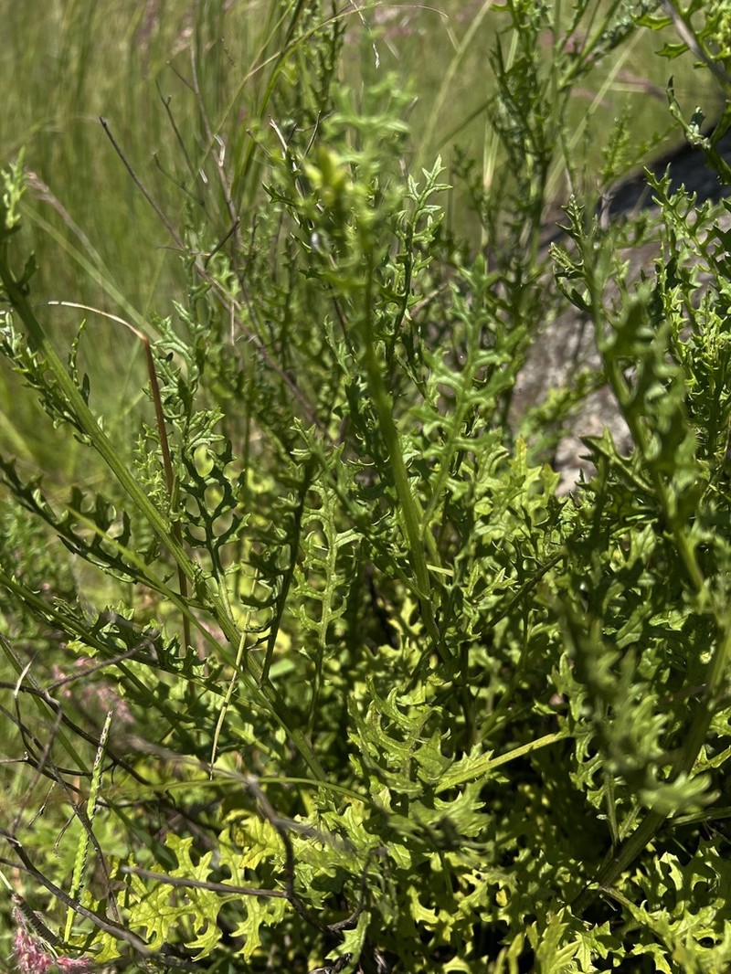 Senecio subrubriflorus photo 5