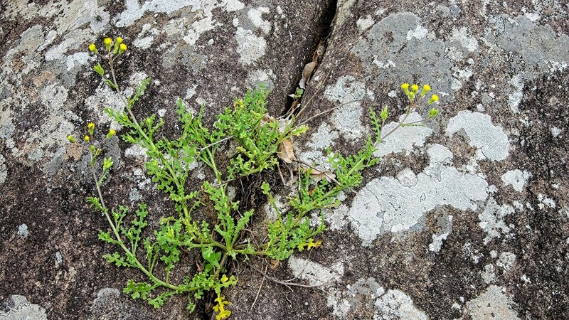 Senecio subrubriflorus photo 6
