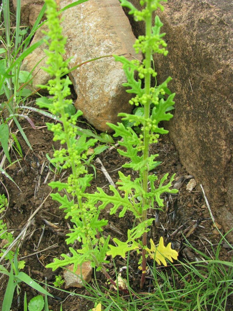 Senecio subrubriflorus photo 7