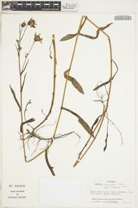Senecio subruncinatus