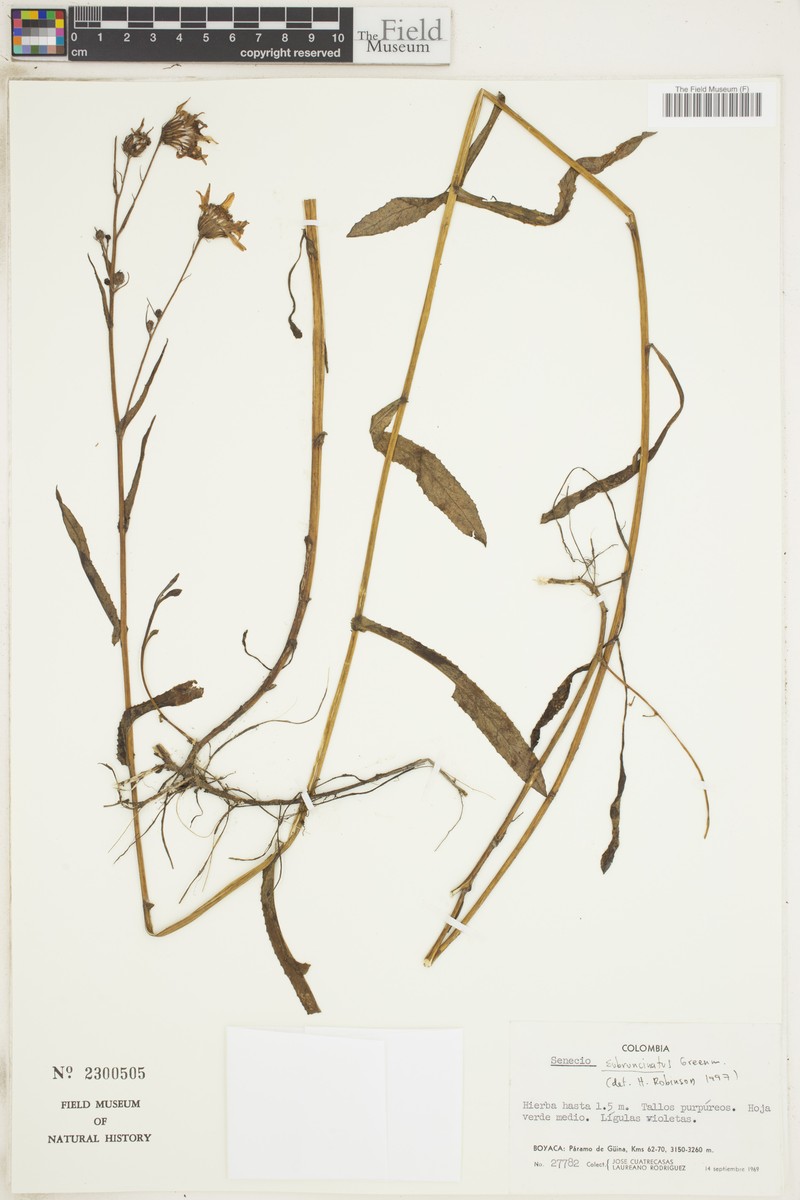 Senecio subruncinatus