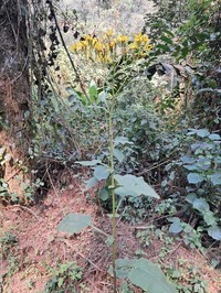 Senecio subsessilis