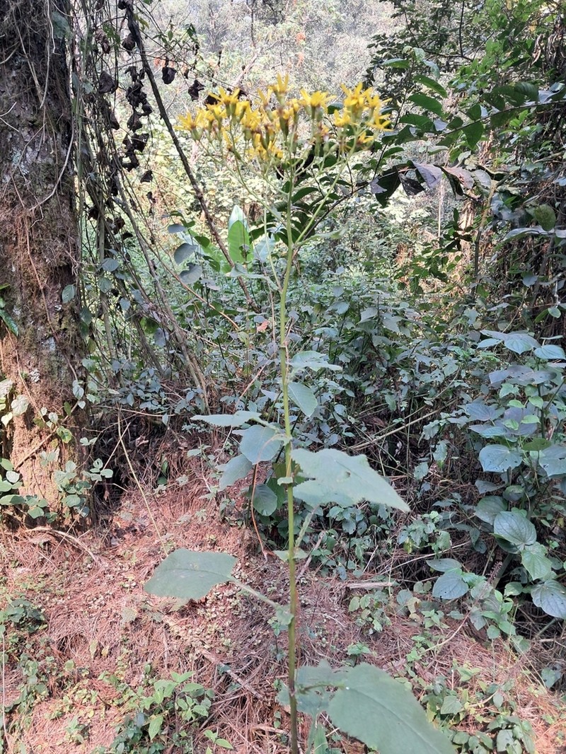 Senecio subsessilis