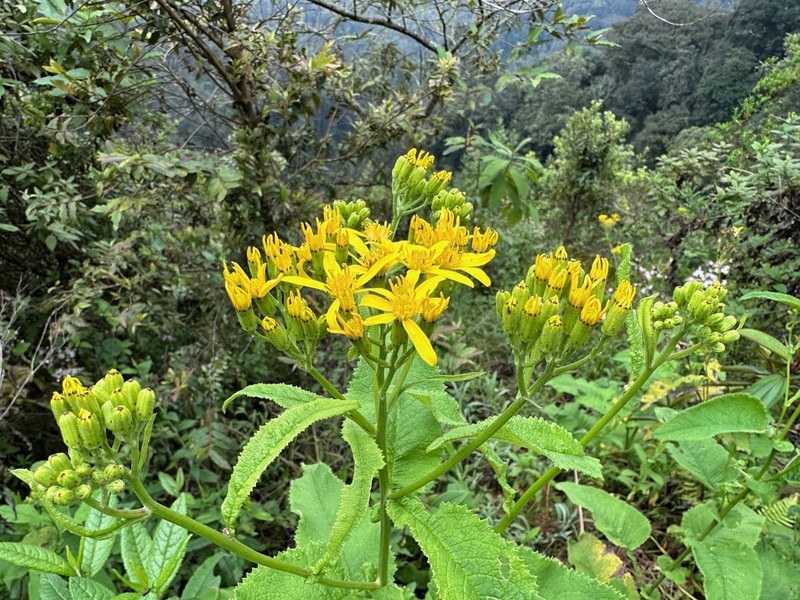 Senecio subsessilis photo 2
