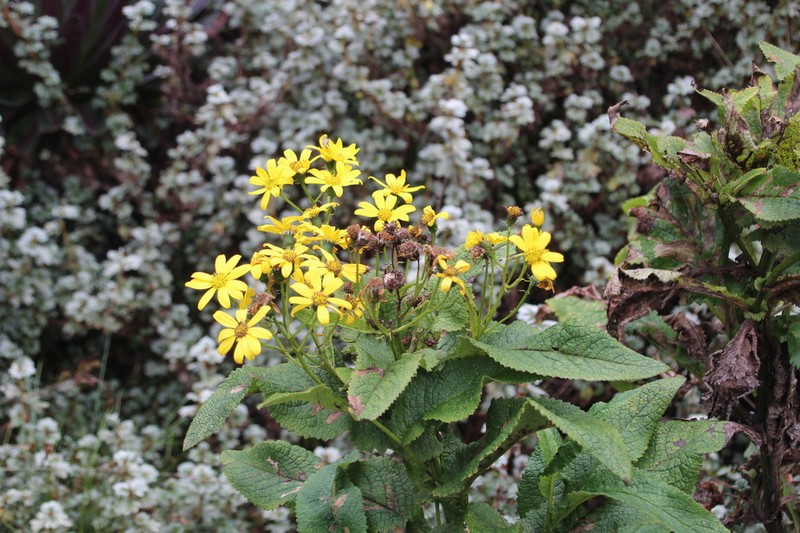 Senecio subsessilis photo 3