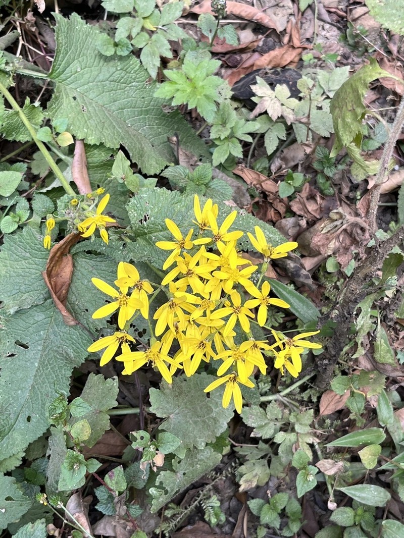 Senecio subsessilis photo 4