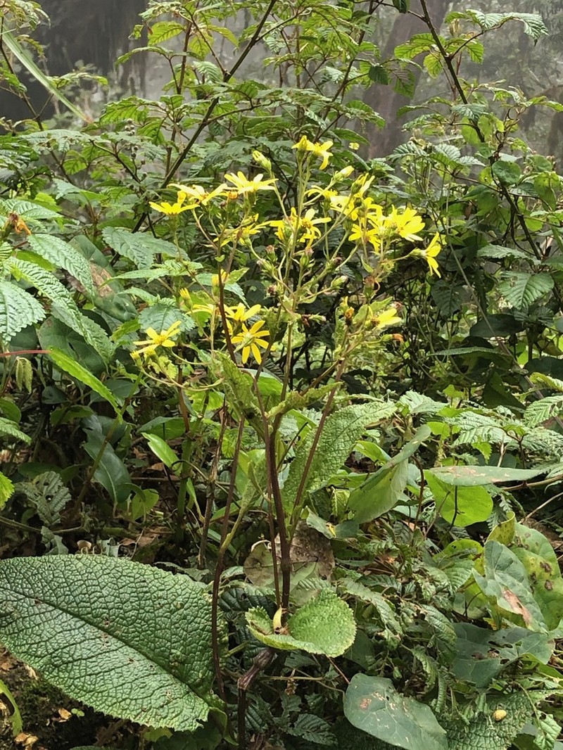 Senecio subsessilis photo 6