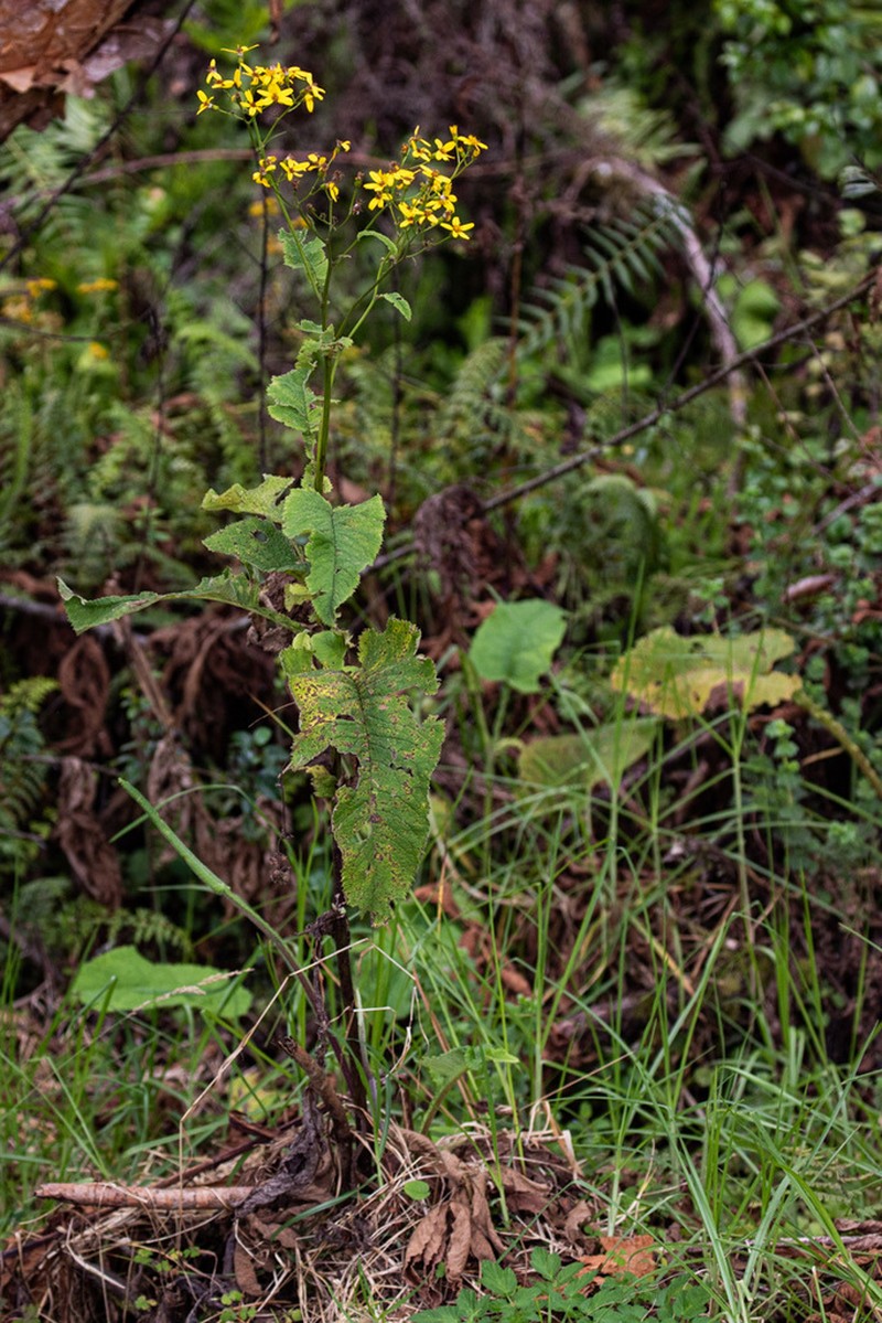 Senecio subsessilis photo 8