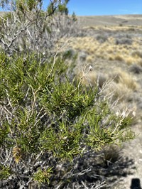 Senecio subulatus