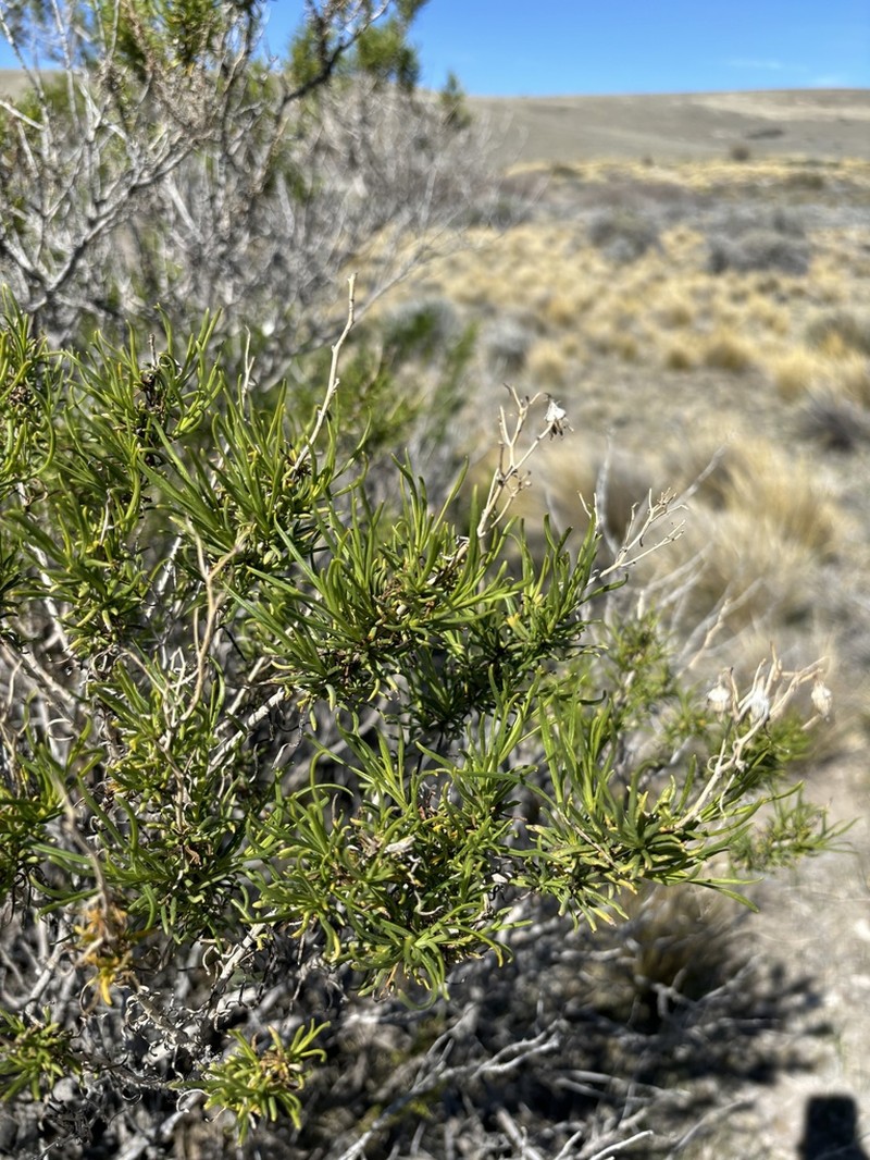 Senecio subulatus