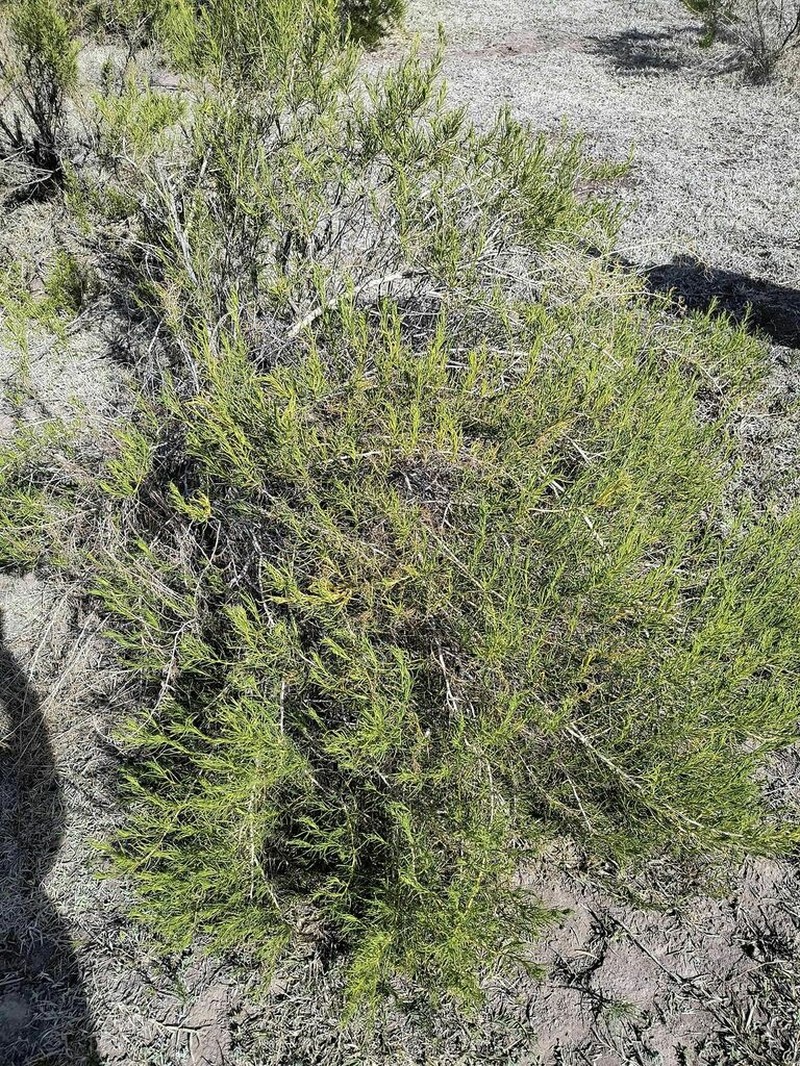 Senecio subulatus photo 2