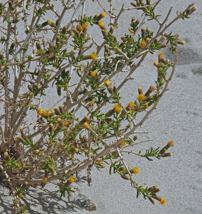 Senecio subulatus photo 3