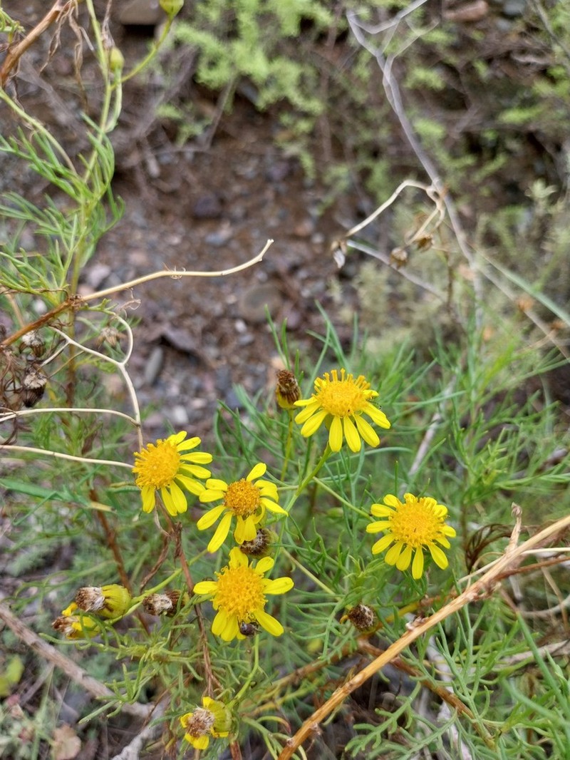 Senecio subulatus photo 4