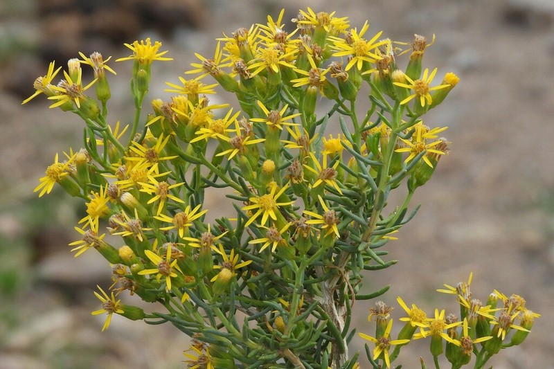 Senecio subulatus photo 5