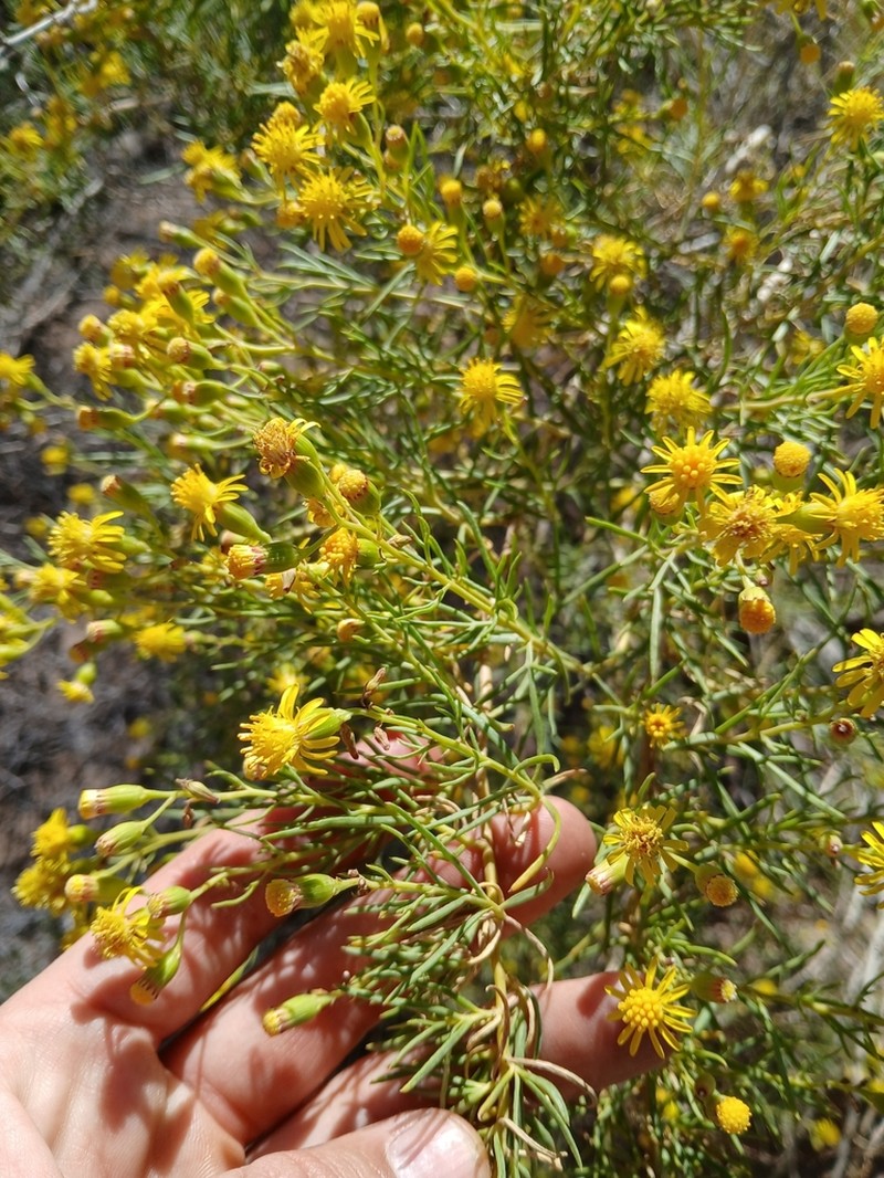 Senecio subulatus photo 6