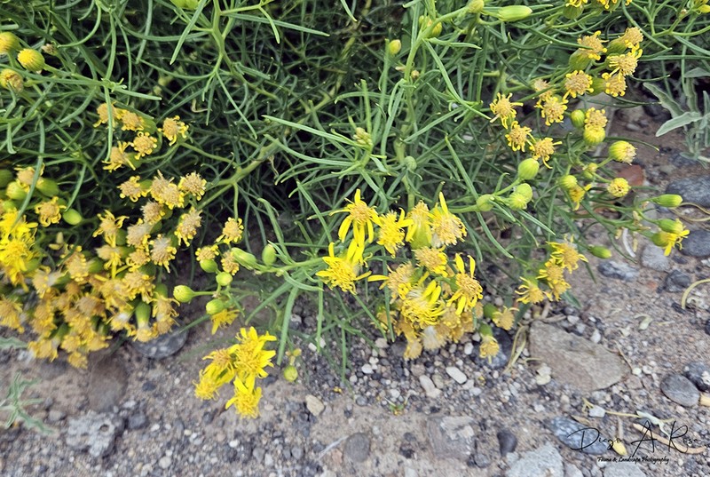 Senecio subulatus photo 7