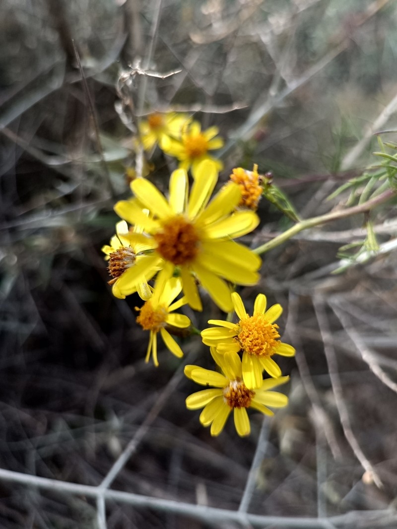 Senecio subulatus photo 8
