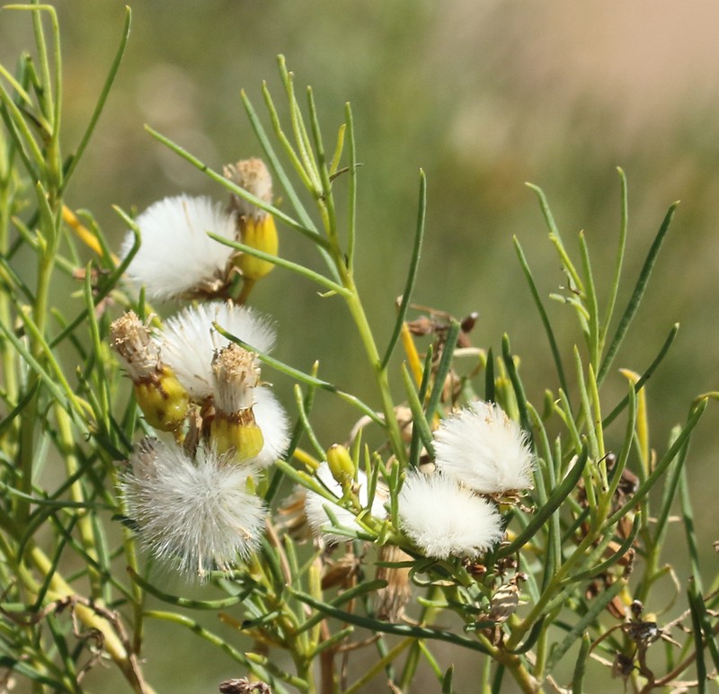 Senecio subulatus var. erectus