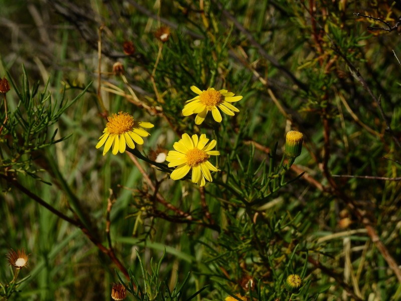 Senecio subulatus var. erectus photo 2