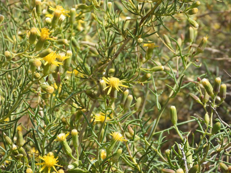 Senecio subulatus var. erectus photo 3