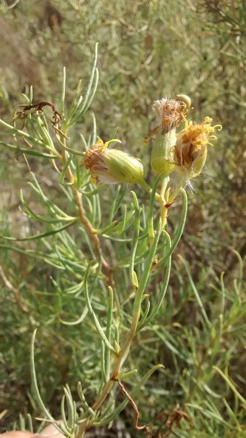 Senecio subulatus var. erectus photo 4