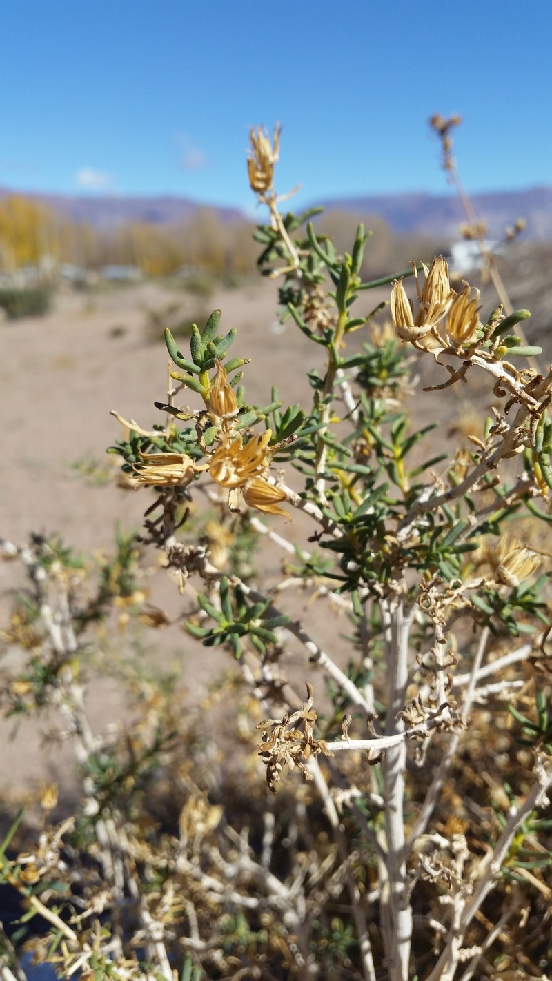 Senecio subulatus var. erectus photo 5