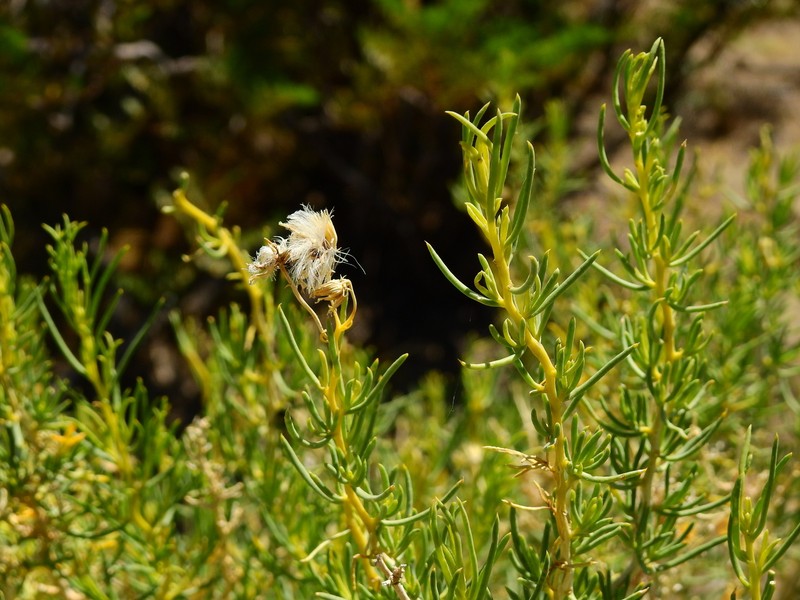 Senecio subulatus var. erectus photo 6