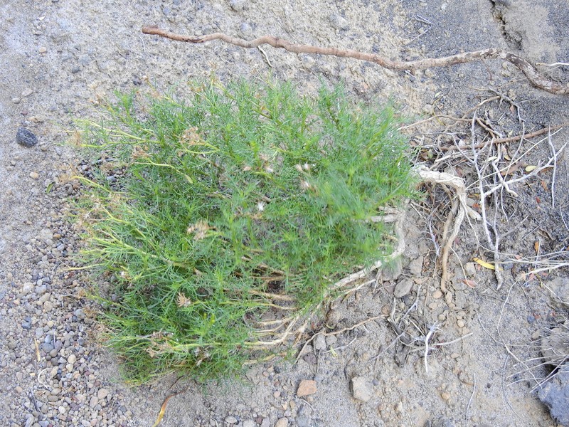 Senecio subulatus var. erectus photo 7