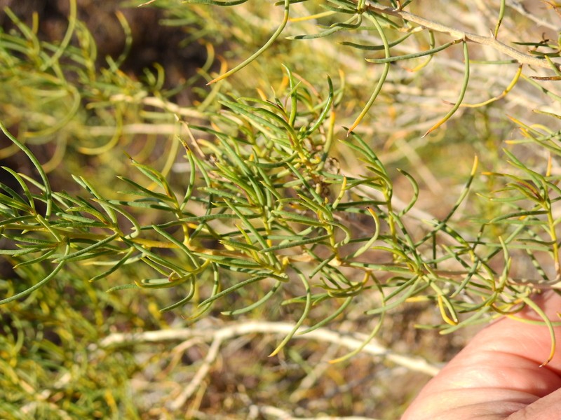 Senecio subulatus var. erectus photo 8