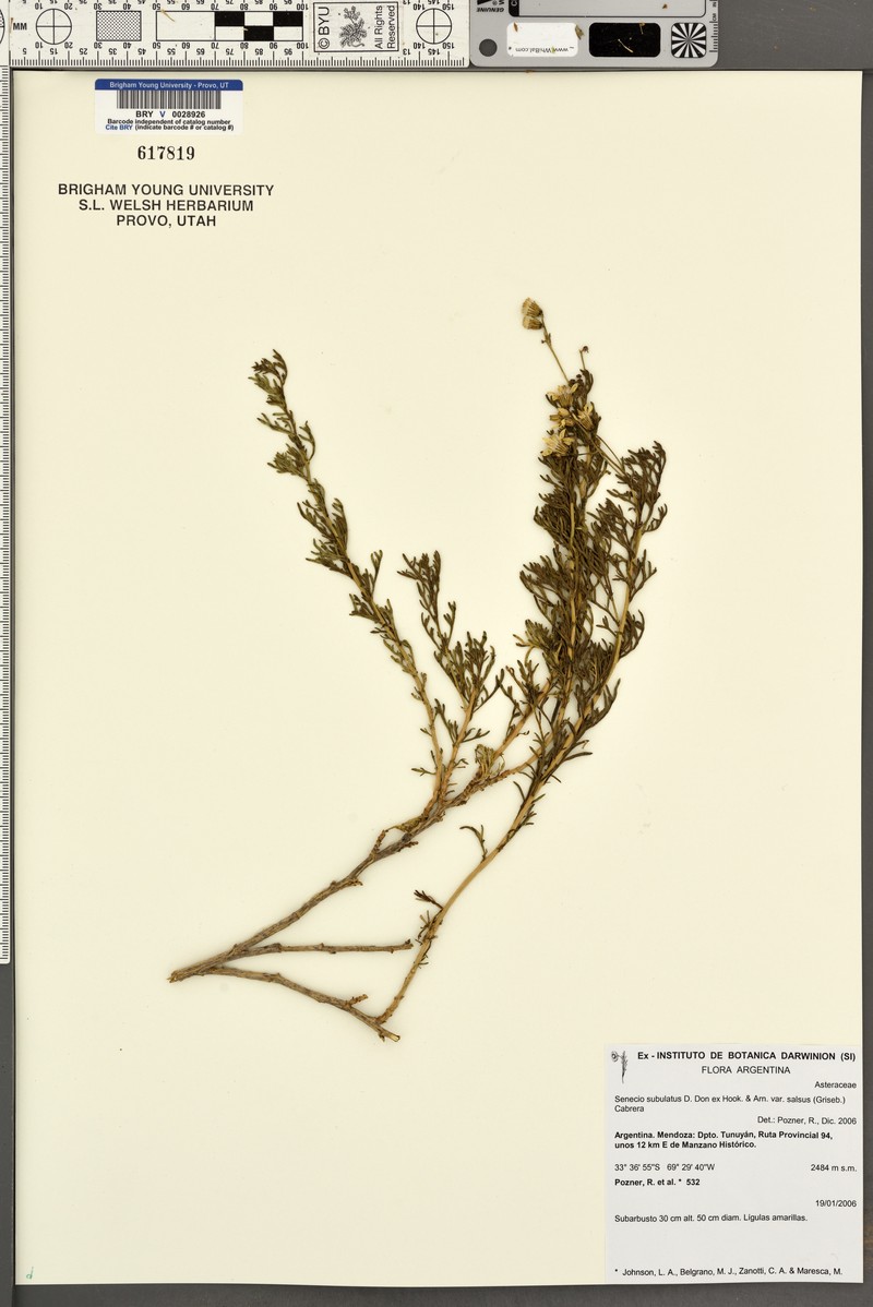 Senecio subulatus var. salsus photo 2