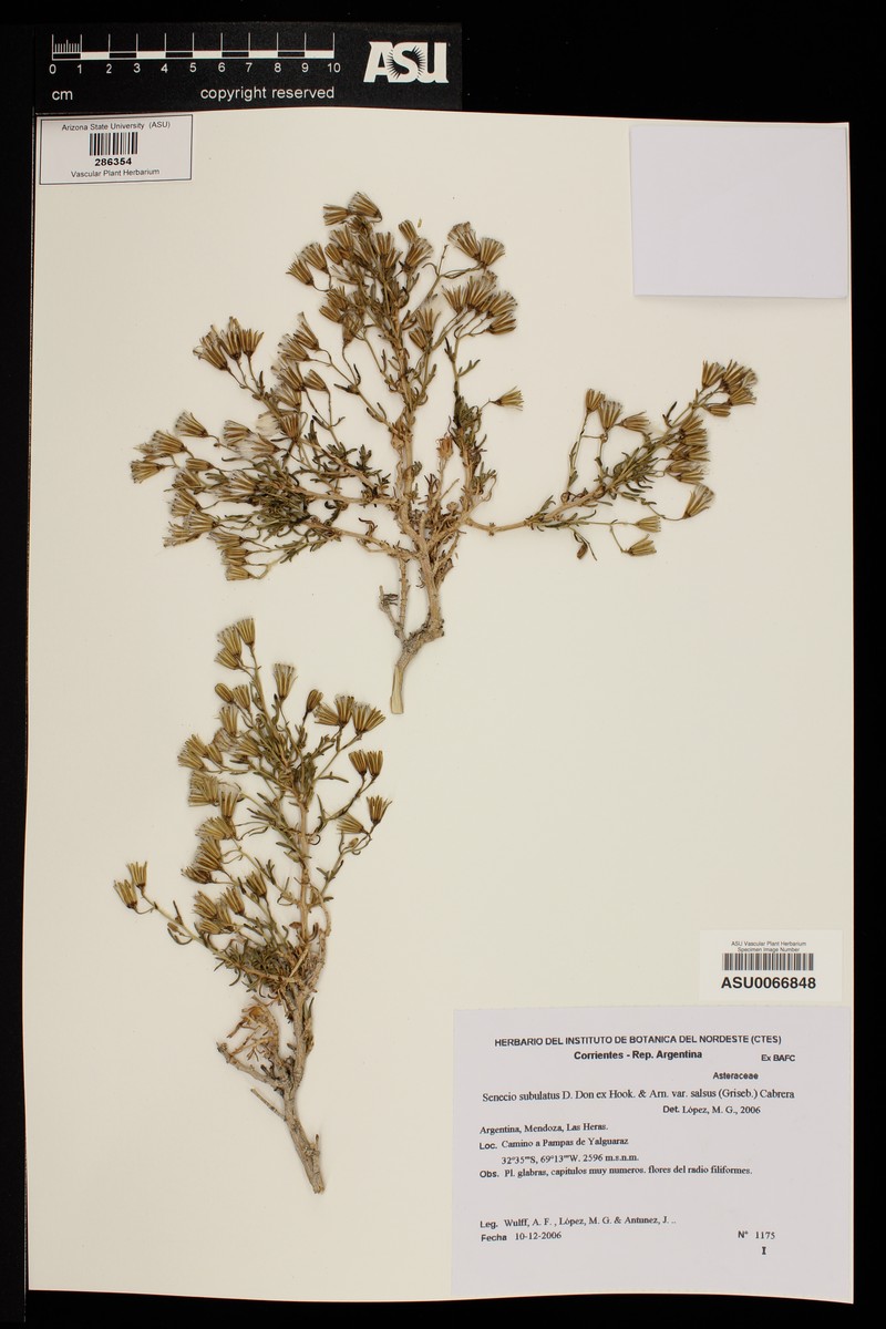 Senecio subulatus var. salsus photo 3