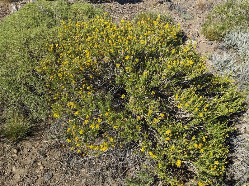 Senecio subulatus var. subulatus
