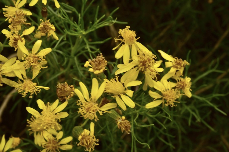 Senecio subulatus var. subulatus photo 2