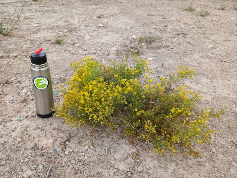 Senecio subulatus var. subulatus photo 3