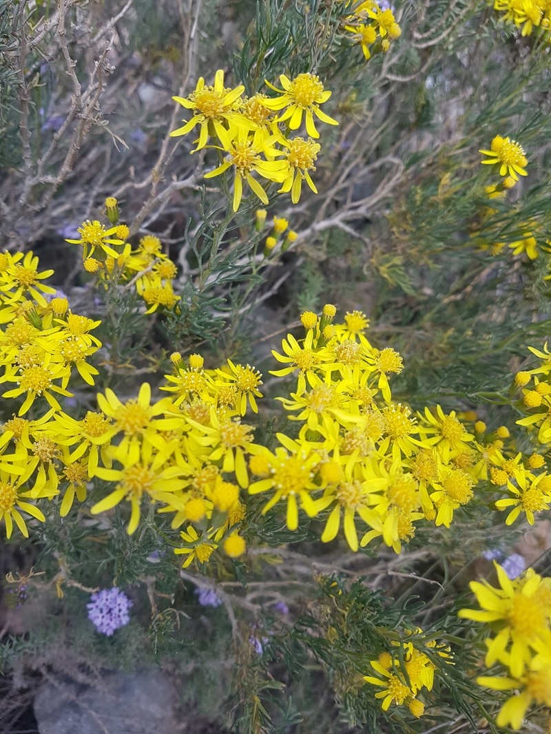 Senecio subulatus var. subulatus photo 4