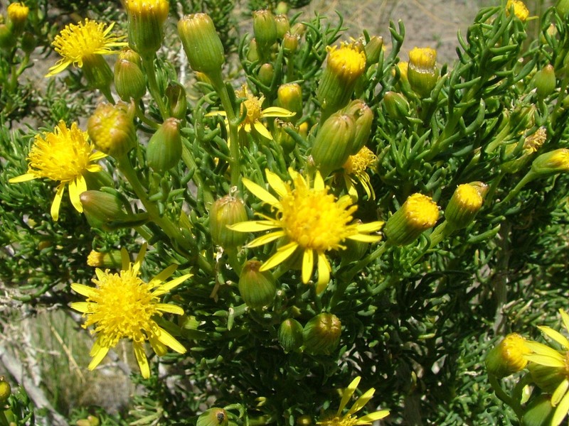 Senecio subulatus var. subulatus photo 5