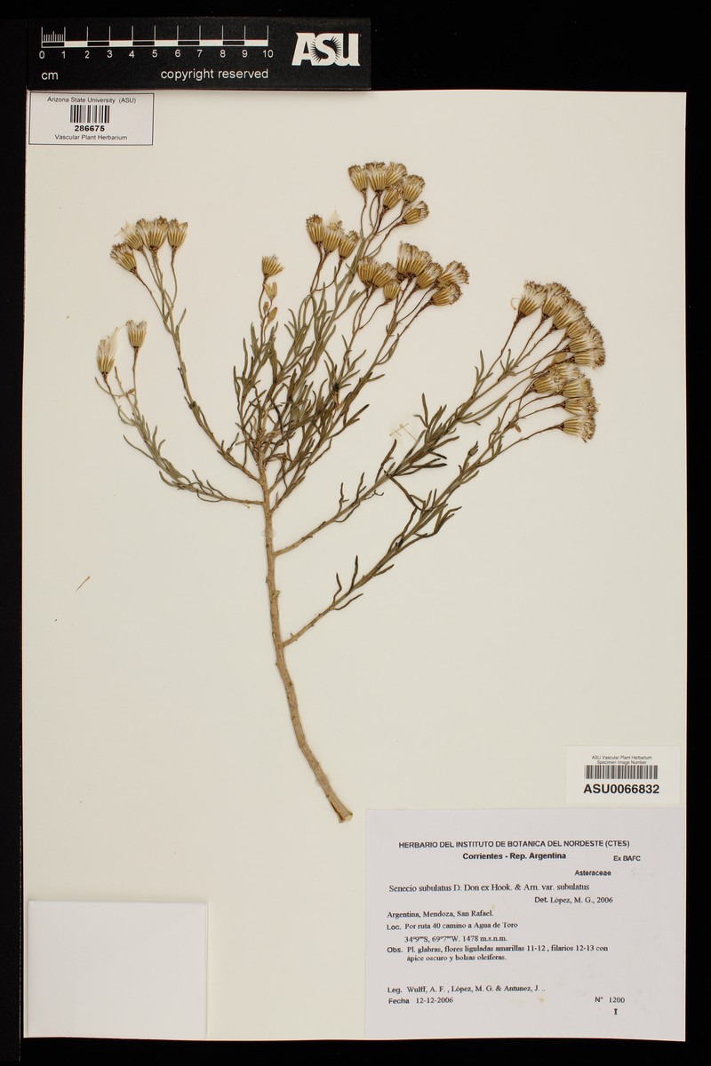 Senecio subulatus var. subulatus photo 6