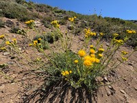 Senecio subumbellatus