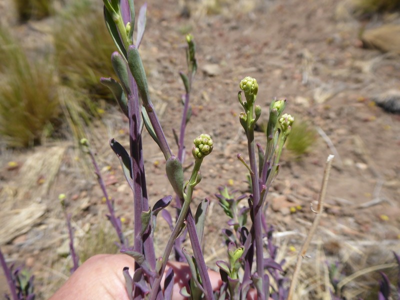 Senecio subumbellatus photo 4