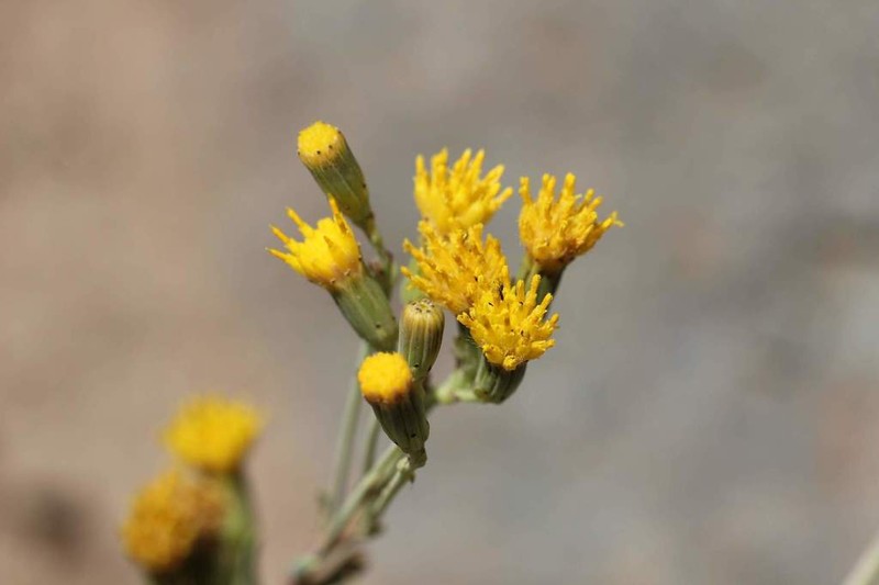 Senecio subumbellatus photo 5
