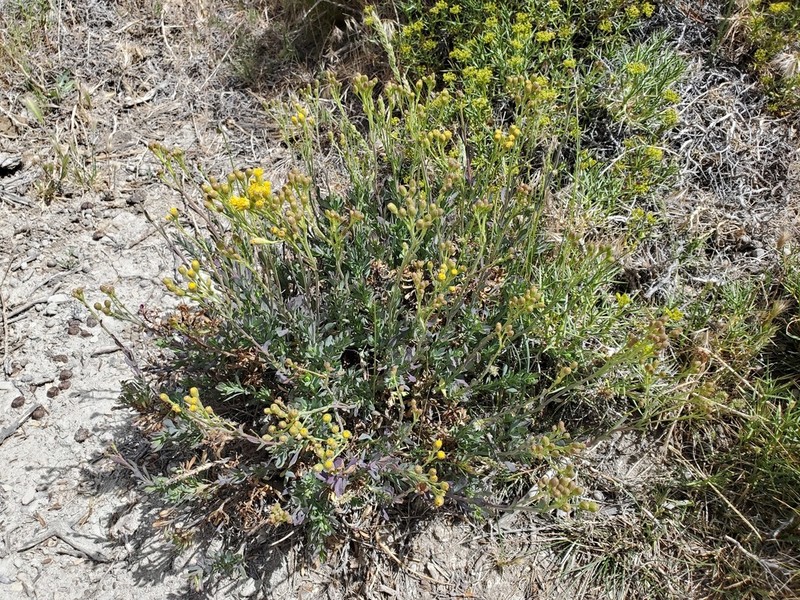 Senecio subumbellatus photo 8