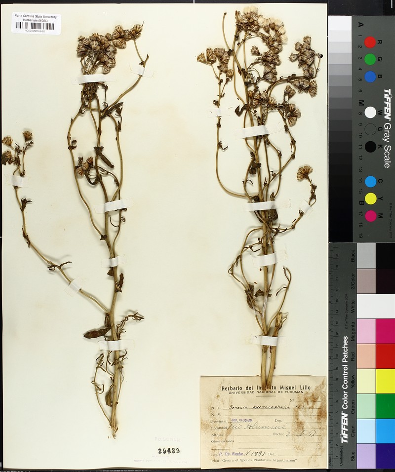 Senecio subumbellatus var. microcephalus