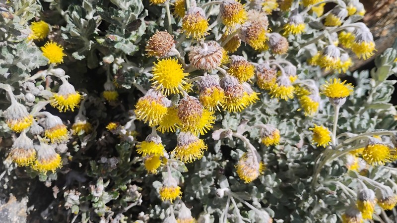 Senecio sulinicus