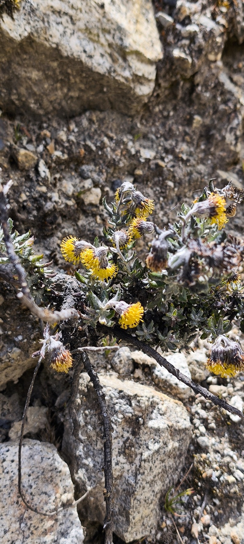 Senecio sulinicus photo 3
