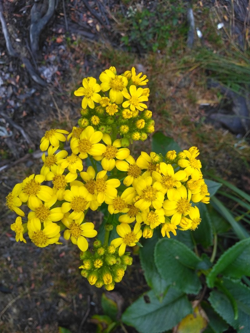 Senecio sumatranus photo 3
